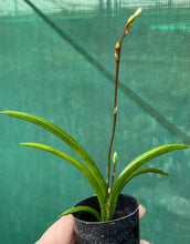 Load image into Gallery viewer, Orchid Seedling  - Rodrumnia Sakurada 'PK' (Currently in spike/flower)
