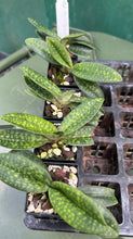 Load image into Gallery viewer, Orchid Seedling 50mm Pot Size - Paphiopedilum Ra-ming Lanna (callosum x rungsuryianum)
