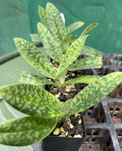 Load image into Gallery viewer, Orchid Seedling 50mm Pot Size - Paphiopedilum venustum album - Species
