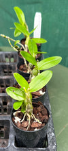 Load image into Gallery viewer, Orchid Seedling 50mm Pot size - Dendrobium Amethyst softcane
