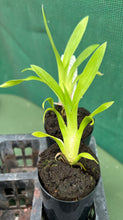Load image into Gallery viewer, Orchid Seedling 50mm Pot Size - Miltoniopsis Bert Field 'Crimson Glow'
