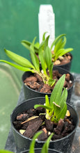 Load image into Gallery viewer, Orchid Seedling 50mm Pot Size - Bulbophyllum hirundinis species
