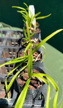 Load image into Gallery viewer, Orchid Seedling 50mm Pot size - Vanda Holcoglossum subulifolium x V limbata
