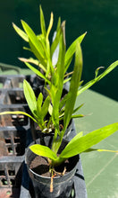 Load image into Gallery viewer, Orchid Seedling 50mm Pot size - Oncidium Wilsonara Pacific Passage 'Handsome'
