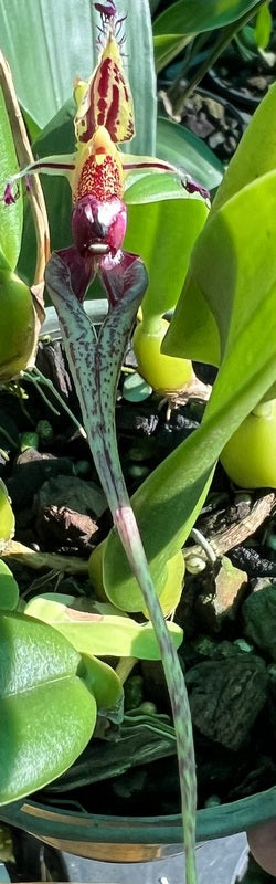Flowering Size Orchid - Bulbophyllum putidum  species