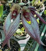 Load image into Gallery viewer, Flowering Size Orchid - Bulbophyllum Meen Ocean Brocade &#39;bicolor&#39;
