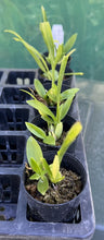 Load image into Gallery viewer, Orchid Seedling 50mm Pot Size - Oncidium Jairak Fragrance &#39;Bordeux&#39;
