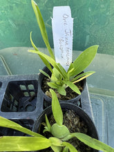 Load image into Gallery viewer, Orchid Seedling 50mm Pot Size - Oncidium Jairak Fragrance &#39;Bordeux&#39;
