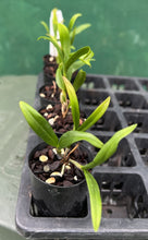 Load image into Gallery viewer, Orchid Seedling 50mm Pot Size - Dendrobium thyrsiflorum - Species
