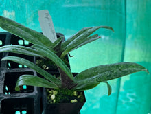 Load image into Gallery viewer, Orchid Seedling 50mm Pot Size - Paphiopedilum venustum  - Species
