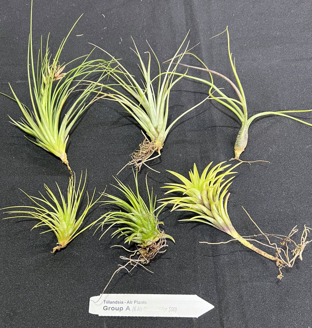 Air Plant - Tillandsia - Gift Pack Group A