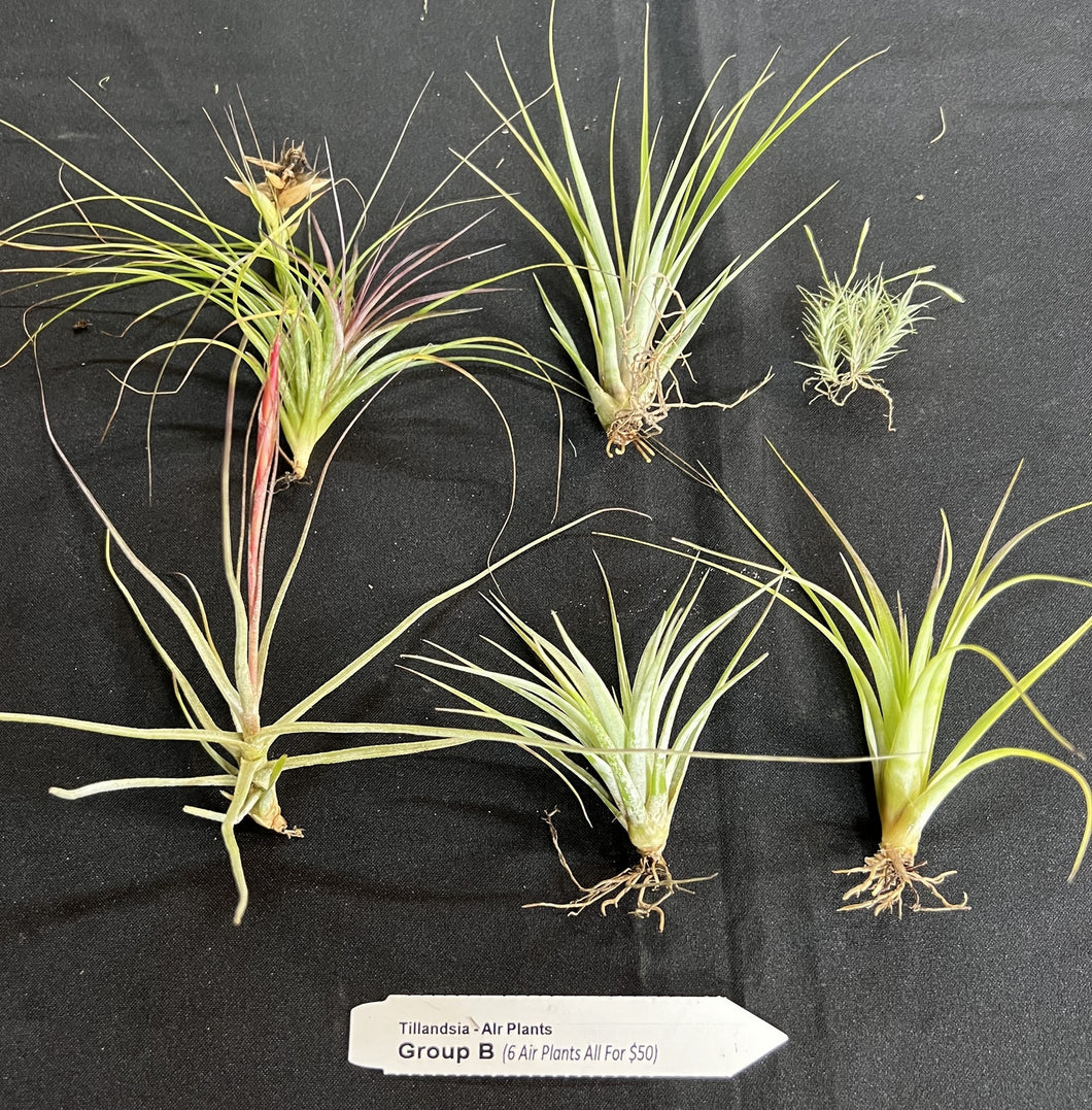 Air Plant - Tillandsia - Gift Pack Group B