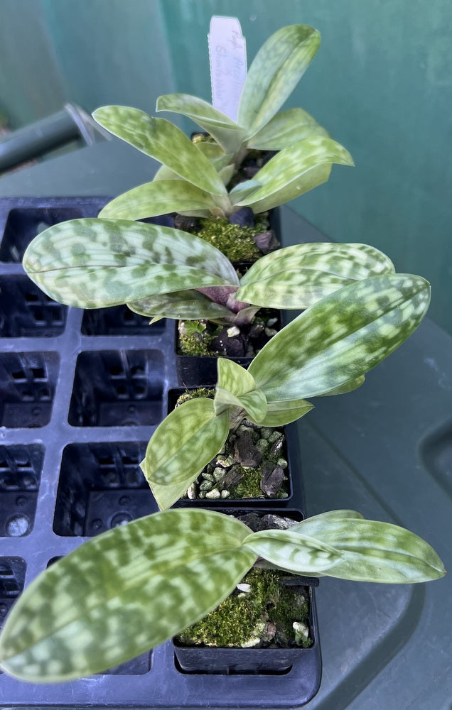 Orchid Seedling Advanced 50mm Pot Size - Paphiopedilum Arco Heart x Shun Fa Weber 'Shun Fa Black'