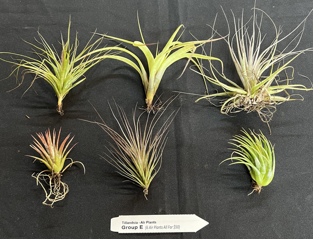 Air Plant - Tillandsia - Gift Pack Group E