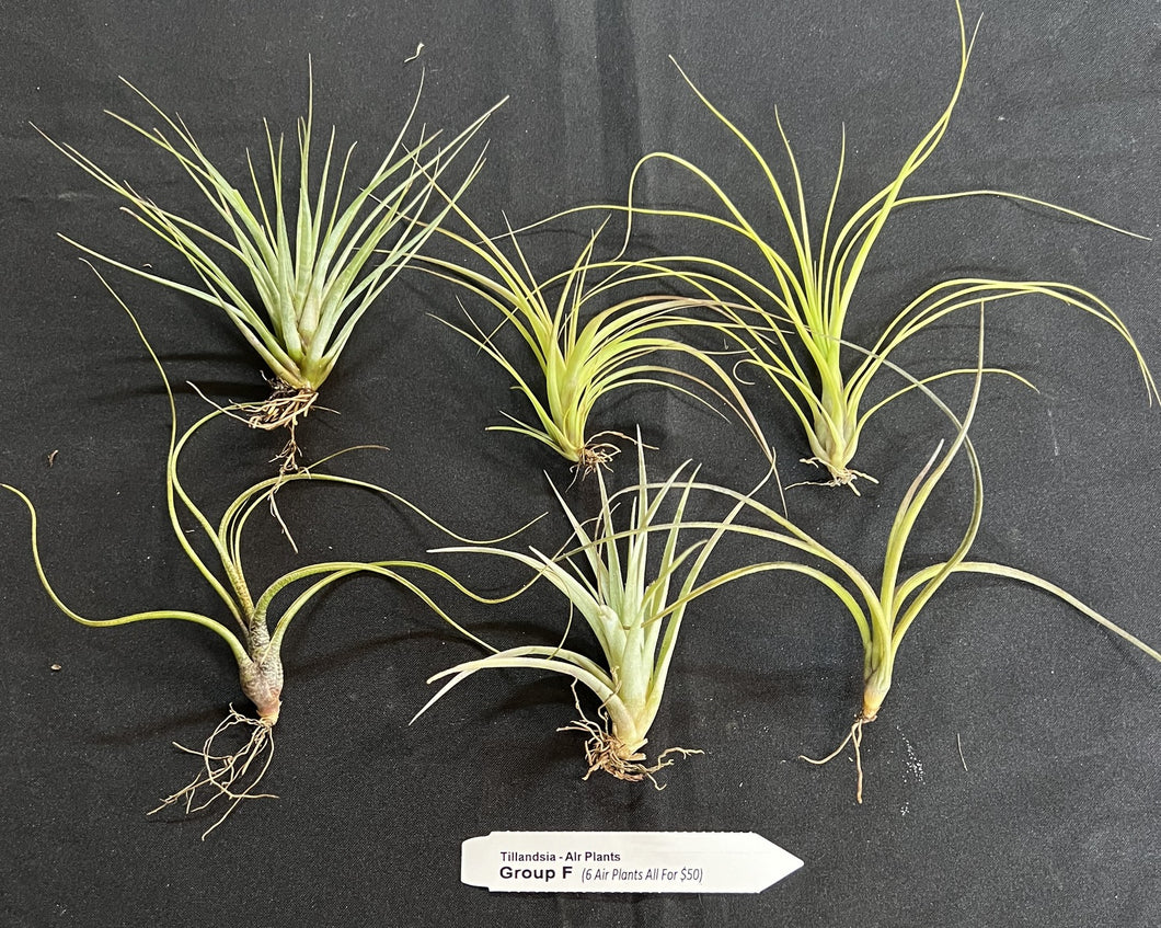 Air Plant - Tillandsia - Gift Pack Group F