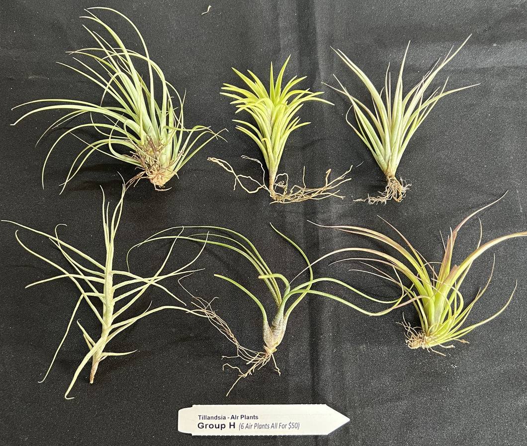 Air Plant - Tillandsia - Gift Pack Group H