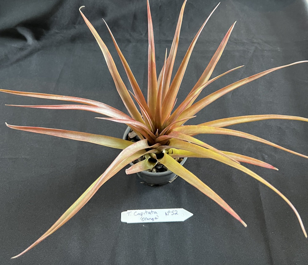 Air Plant - Tillandsia Capitata 'Orange' No 52