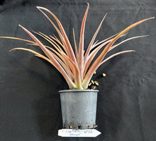 Load image into Gallery viewer, Air Plant - Tillandsia Capitata &#39;Orange&#39; No 52
