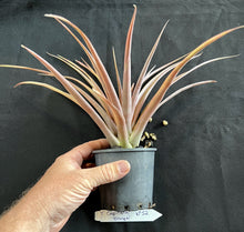 Load image into Gallery viewer, Air Plant - Tillandsia Capitata &#39;Orange&#39; No 52
