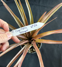 Load image into Gallery viewer, Air Plant - Tillandsia Capitata &#39;Orange&#39; No 52
