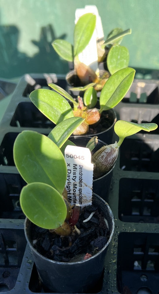 Orchid Seedling 50mm Pot size - Dendrobium speciosum Misty Mountain x Daylight Moon- Australian Native