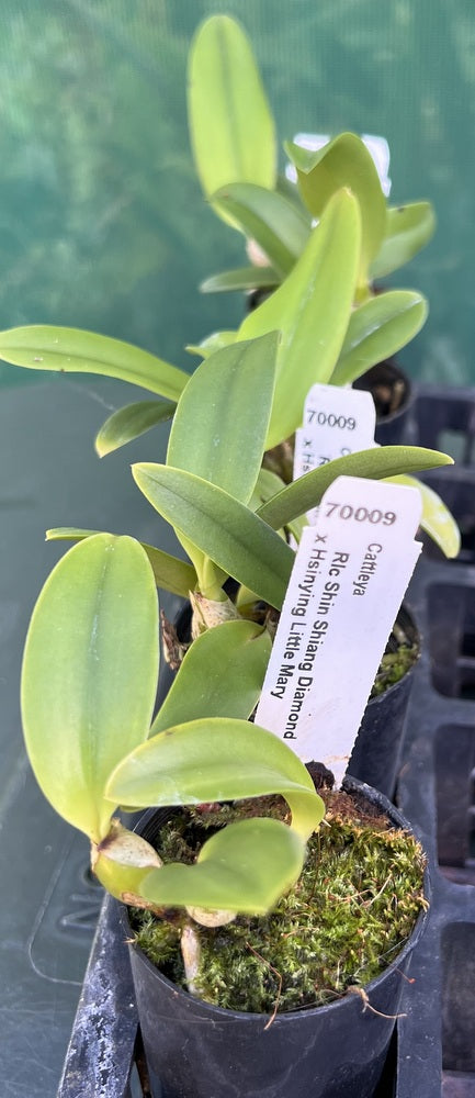 Orchid Seedling  50mm Pot Size - Cattleya Shin Shiang Diamond x Hsinying Little Mary