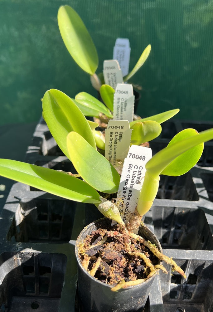 Orchid Seedling  50mm Pot Size - Cattleya labiata alba x George King 'Southern Cross'