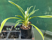 Load image into Gallery viewer, Orchid Seedling 50mm Pot Size - Cymbidium Happy Days &#39;Green Dragon&#39; (variegated leaves)
