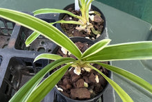 Load image into Gallery viewer, Orchid Seedling 50mm Pot Size - Cymbidium Happy Days &#39;Green Dragon&#39; (variegated leaves)
