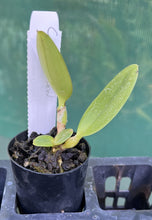 Load image into Gallery viewer, Orchid Seedling  50mm Pot Size - Cattleya Penny Helen
