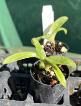 Load image into Gallery viewer, Orchid Seedling 50mm Pot Size - Paphiopedilum Hung Shen Bay x Shin Yi Weber

