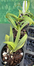 Load image into Gallery viewer, Orchid Seedling 50mm Pot size  Thrixspermum saruwatarii species
