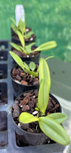 Load image into Gallery viewer, Orchid Seedling 50mm Pot Size - Bulbophyllum auratum - Species
