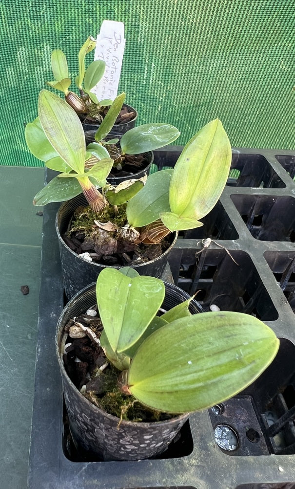 Orchid Seedling 50mm Pot size - Dendrobium Botanic Fireworks x (Vivid x Bicentennial Rose x Ellen) x Tamborine Village)  - Australian Native