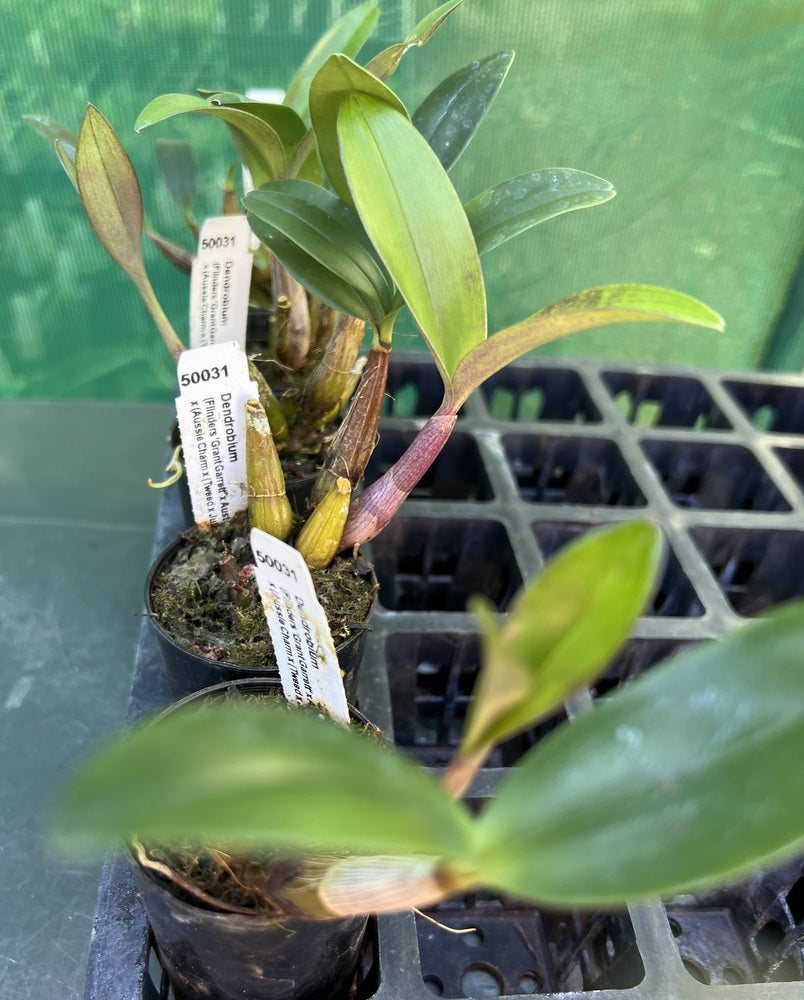 Orchid Seedling 50mm Pot size - Dendrobium (Flinders Grant Garett x Australian Rhubarb Pie 'Blackbird') x (Aussie Charm x(Tweed x Julie Judd) - Australian Native