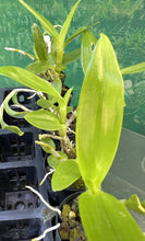 Load image into Gallery viewer, Orchid Seedling 50mm Pot size - Dendrobium Spring Snow  Softcane
