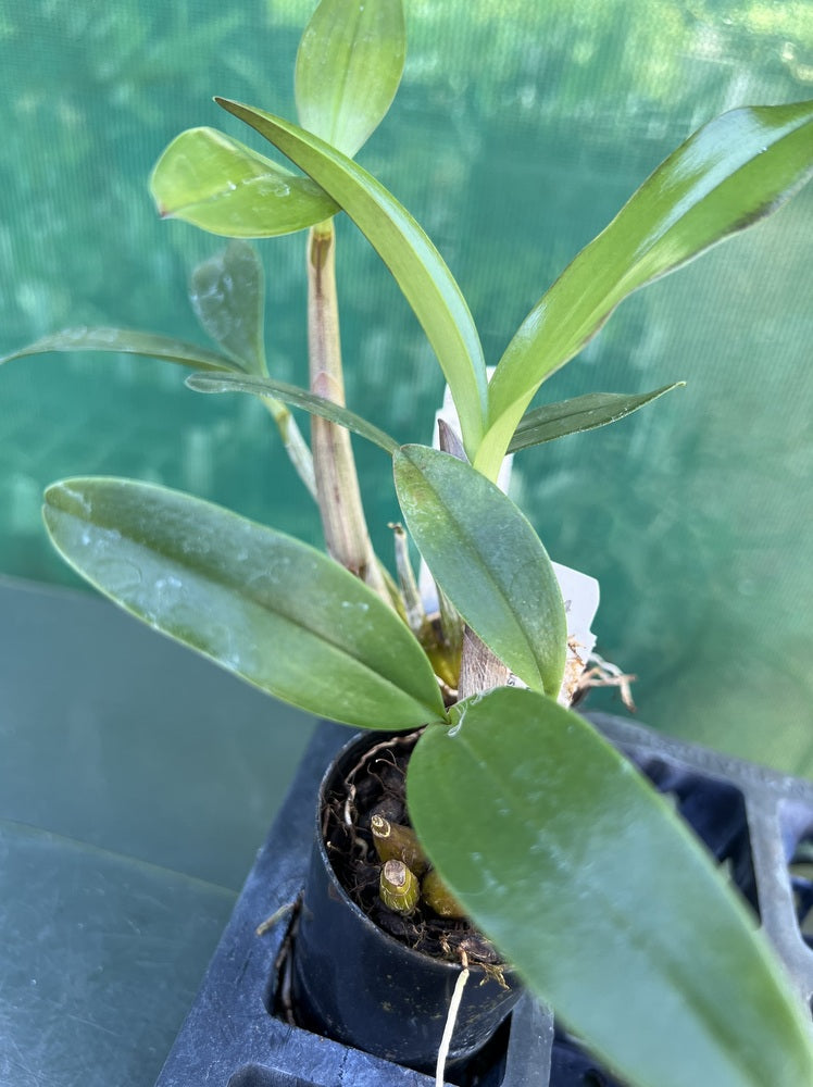 Orchid Seedling 50mm Pot size - Dendrobium (Class'muskstick' x Aussie Quest 'Samson') x speciosum windermere - Australian Native