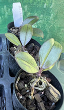 Load image into Gallery viewer, Orchid Seedling 50mm Pot Size - Phalaenopsis chibae  - Species
