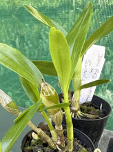 Load image into Gallery viewer, Orchid Seedling 50mm Pot size - Dendrobium Red Emperor Prince x Swan&#39;s King softcane
