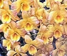 Load image into Gallery viewer, Orchid Seedling 50mm Pot size - Dendrobium Golden Blossom &#39;Kogane&#39; x Lais Fortune &#39;Ribbon&#39; softcane
