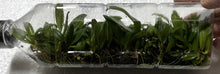 Load image into Gallery viewer, Flask - Bulbophyllum lepidum - Species
