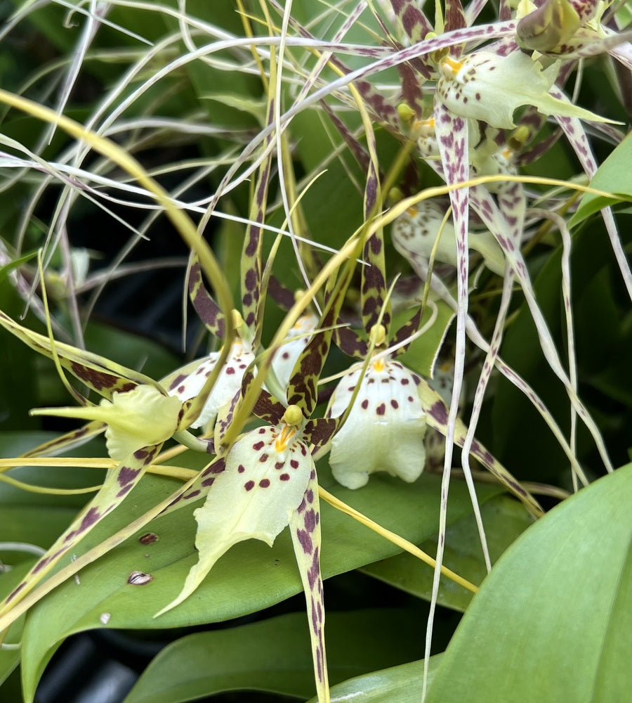 Flowering Size Plant - Oncidium Brassia Aunty Diana 'Stefanie Munn'