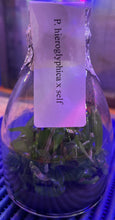 Load image into Gallery viewer, Flask - Phalaenopsis hieroglyphica  x sib species

