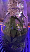 Load image into Gallery viewer, Flask - Phalaenopsis Cornu-cervi var. vini &#39;Wan-Kou&#39; - Species
