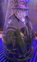 Load image into Gallery viewer, Flask - Phalaenopsis sanderiana x sib - Species
