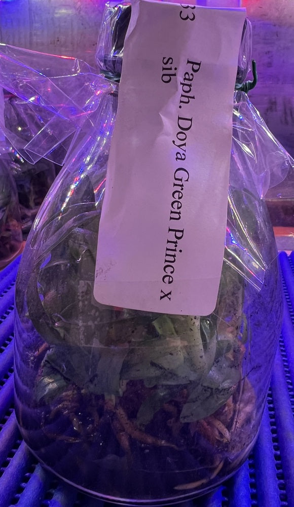 Flask Paphiopedilum Paph. Doya Green Prince x sib Slipper Orchid