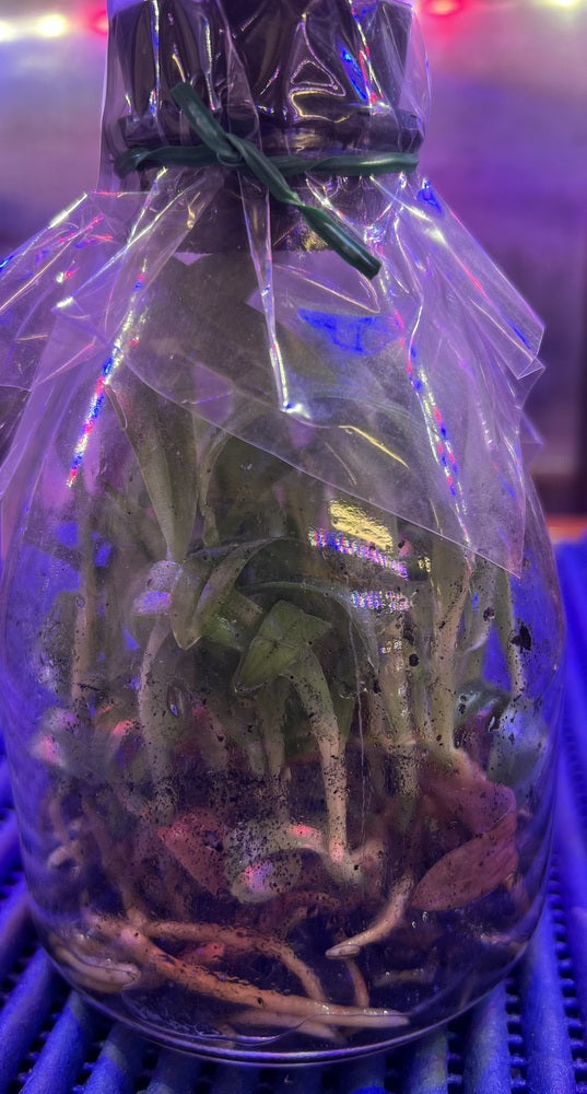 Flask Paphiopedilum Paph. Doya Green Prince x sib Slipper Orchid