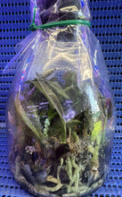 Load image into Gallery viewer, Flask - Oeceoclades monophylla  - Species
