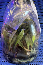 Load image into Gallery viewer, Flask - Oeceoclades monophylla  - Species
