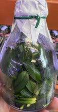 Load image into Gallery viewer, Flask - Phalaenopsis Kyo Cupid

